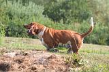 BASSET HOUND 225